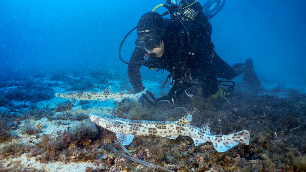 Liberados 16 tiburones alitanes en aguas de El Toro