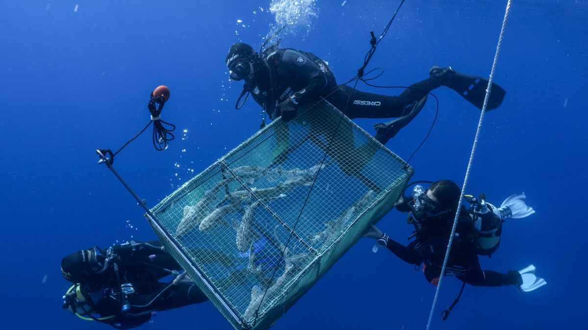 actualidad náutica, noticias náuticas, tiburones, alitanes, fundación palma aquarium, el toro, parqu