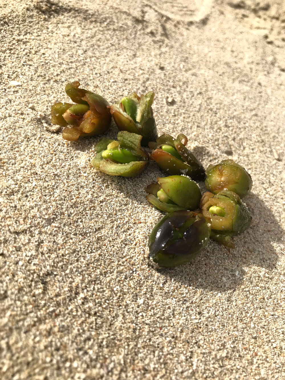 actualidad náutica, noticias náuticas, posidonia, medioambiente, protección, conservación, frutos, s