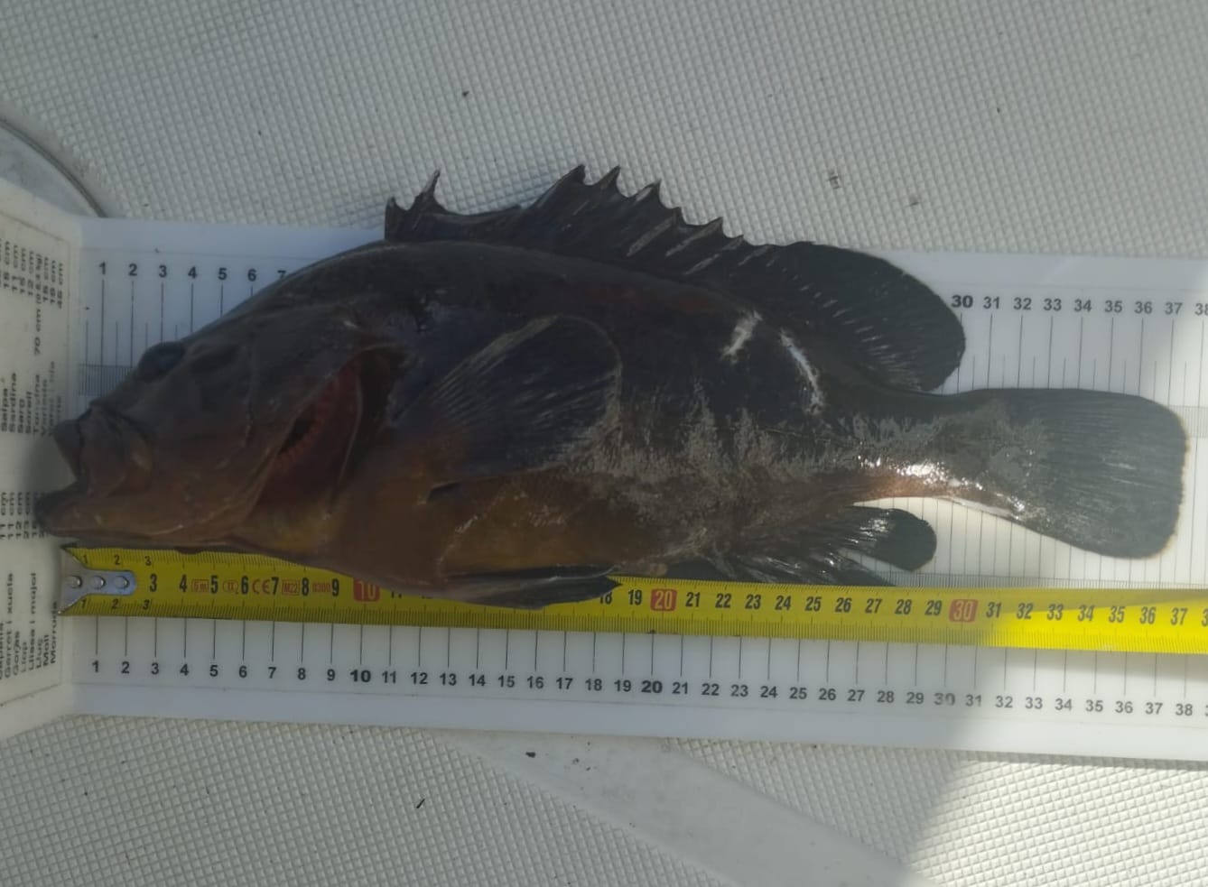 Three complaints filed for illegal fishing in marine reserves of the islands