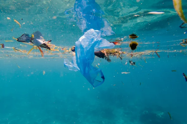 IEO investigates the impact of emerging pollutants in the marine environment