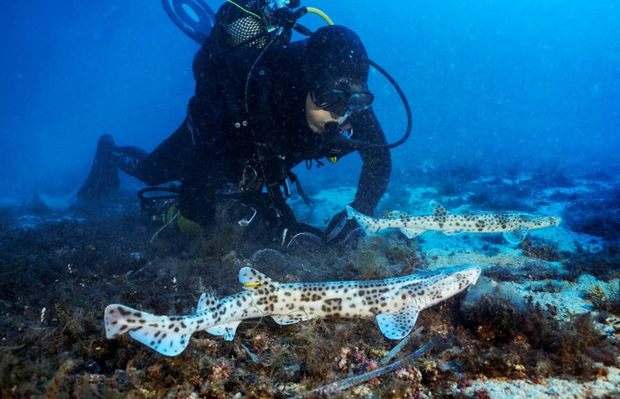 El alitán, primer protagonista del ciclo de ponencias de la Fundación Palma Aquarium