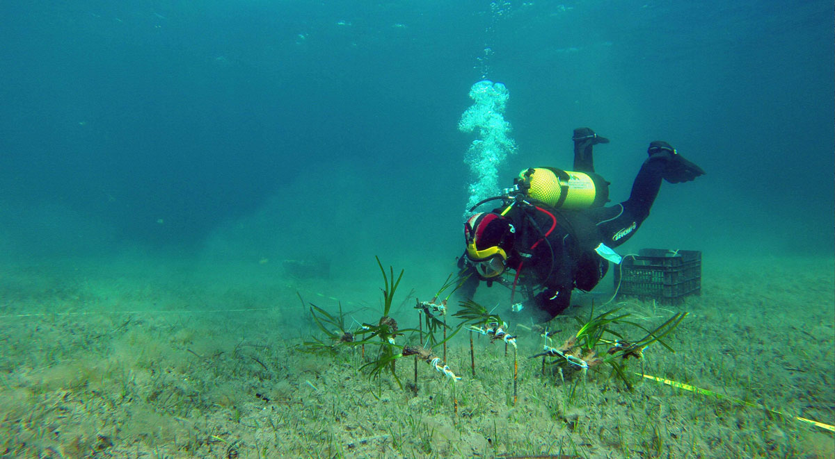 actualidad náutica, noticias náuticas, posidonia, día de les illes baleares, día de las islas balear