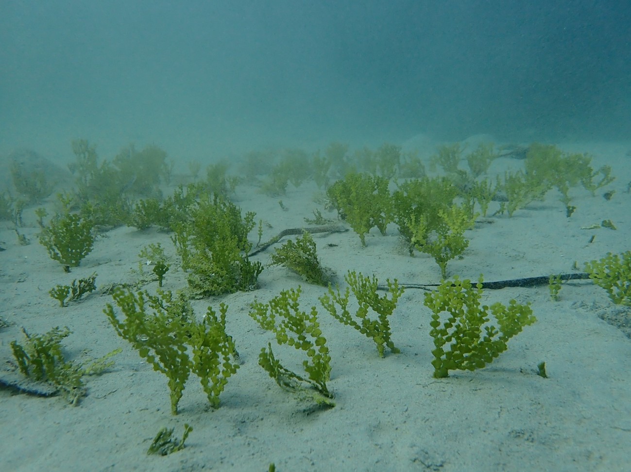 actualidad náutica, noticias náuticas, imedea, mar mediterráneo, algas tropicales, calentamiento, há