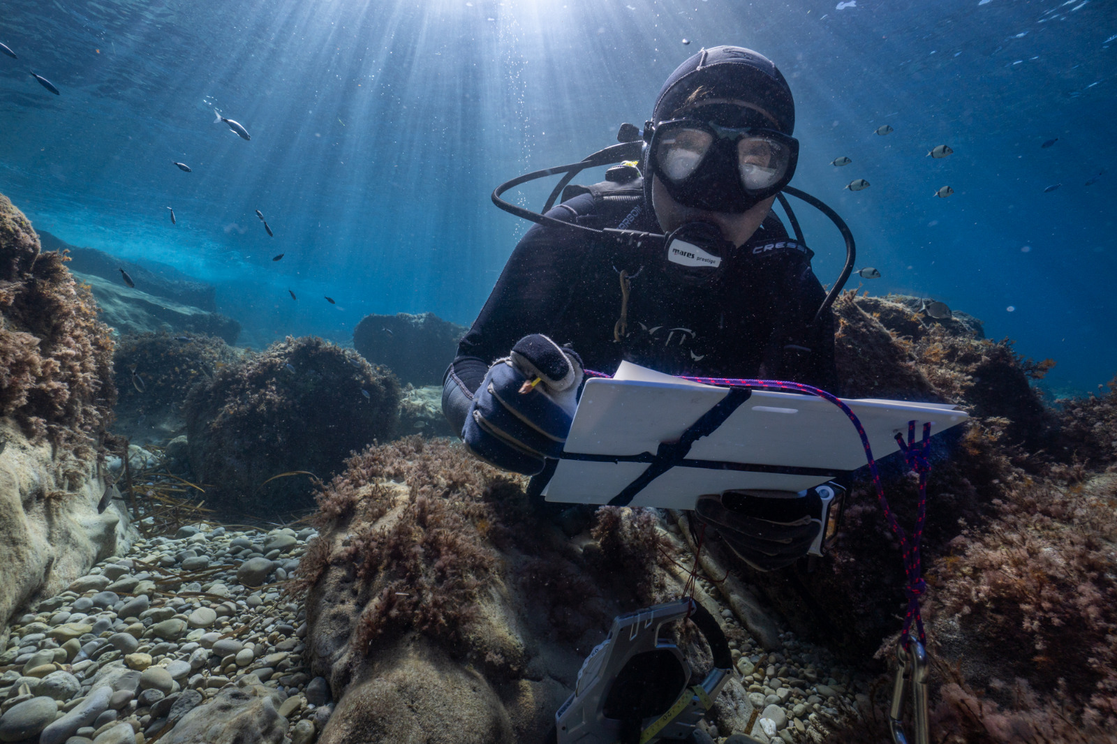 In 2023, more than 70,000 recreational dives were made in Balearic marine reserves