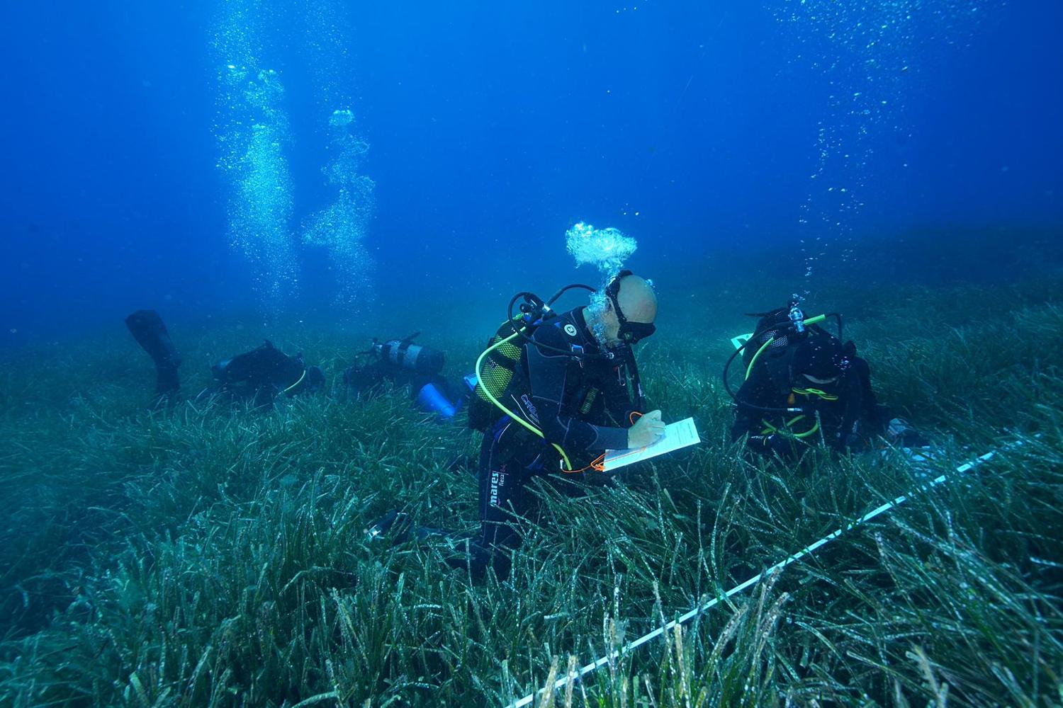 Mejora el estado de las praderas de Posidonia en Baleares