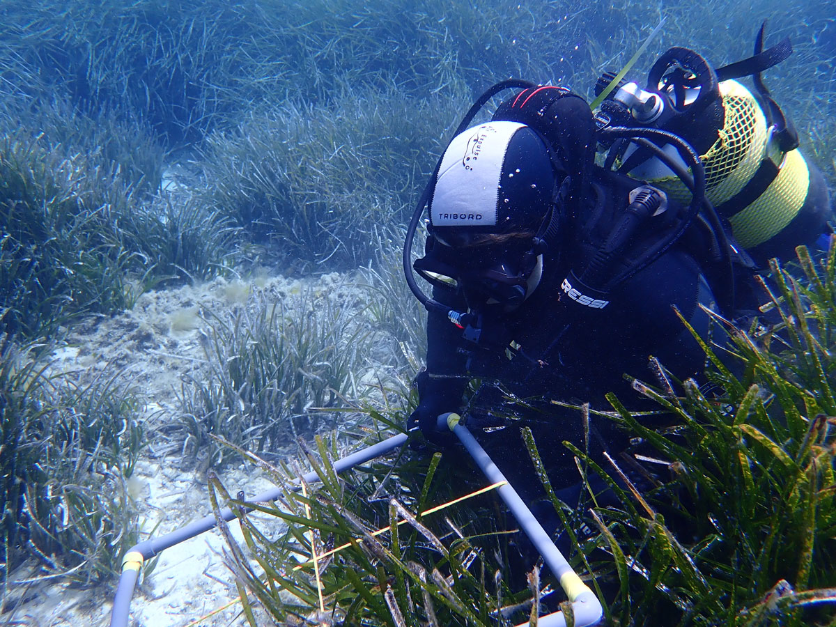 actualidad náutica, noticias náuticas, posidonia, pradera, conservación, baleares, mar, monitorizaci