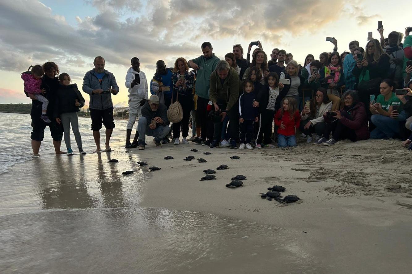 Actualidad Náutica, Noticias Náuticas, vida marina, tortuga marina, tortuga boba, fauna, Islas Balea