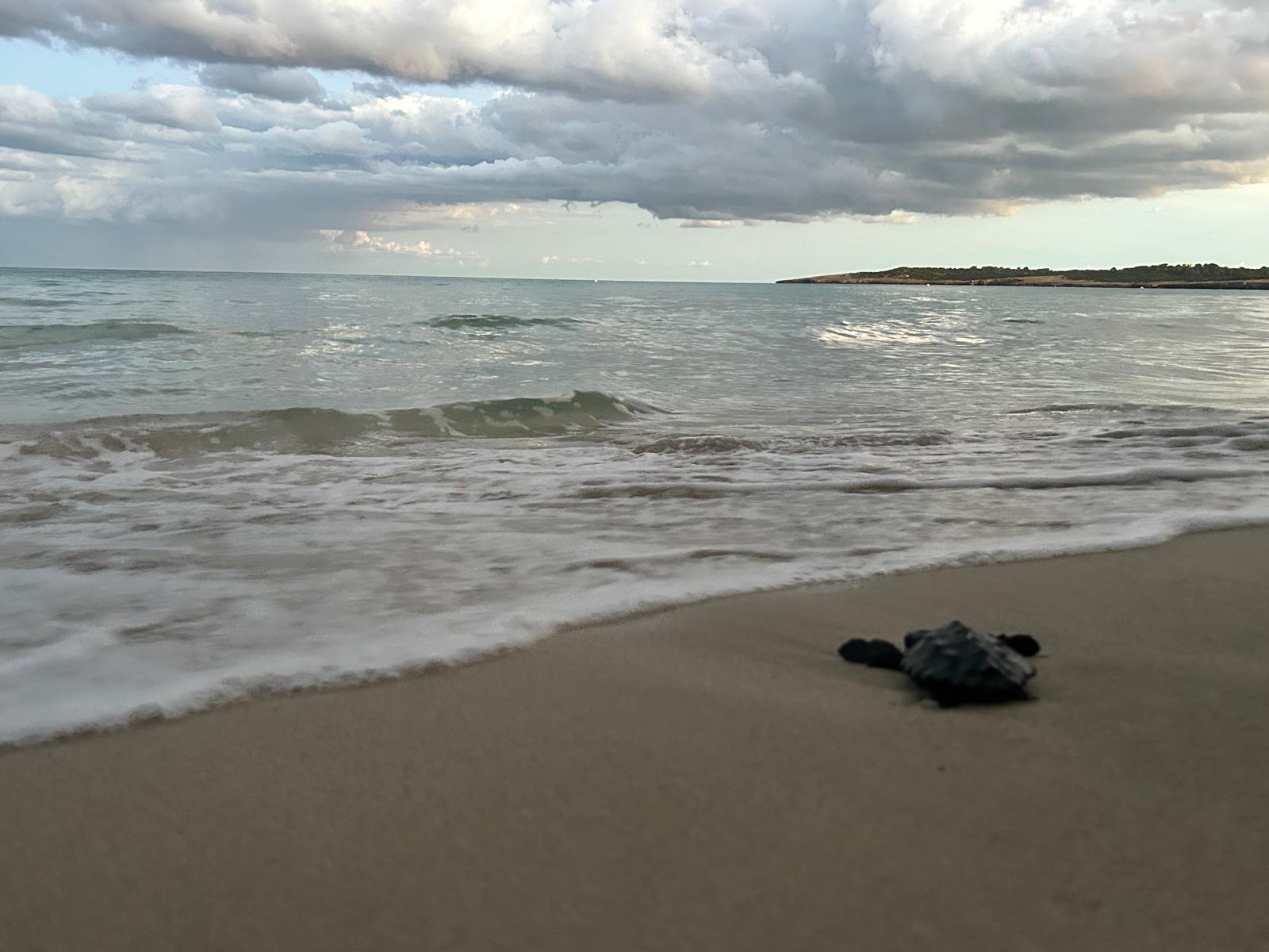 Actualidad Náutica, Noticias Náuticas, vida marina, tortuga marina, tortuga boba, fauna, Islas Balea