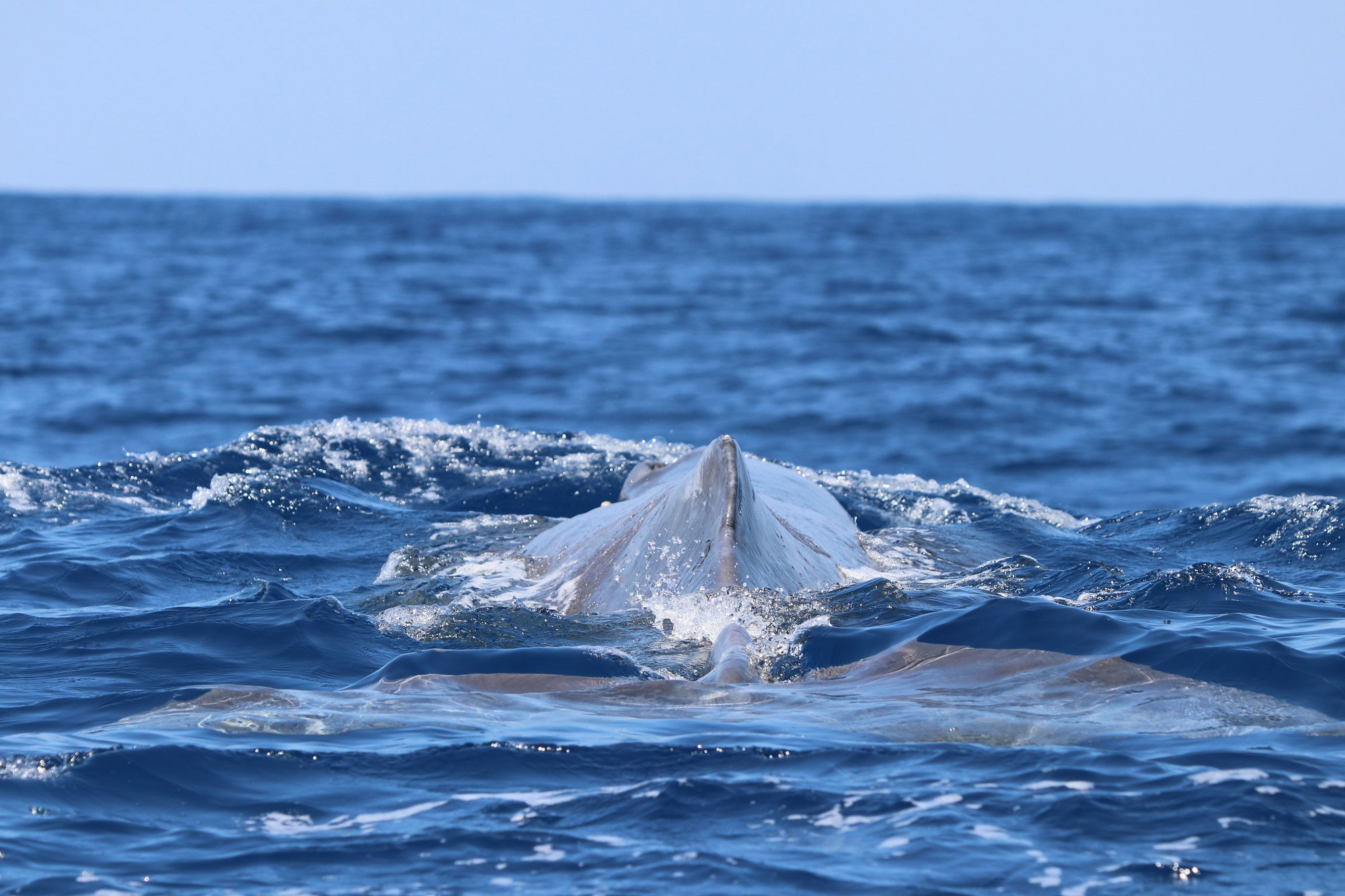 actualidad náutica, noticias náuticas, cachalote, marina port mahón, menorca, seguimiento, tursiops,