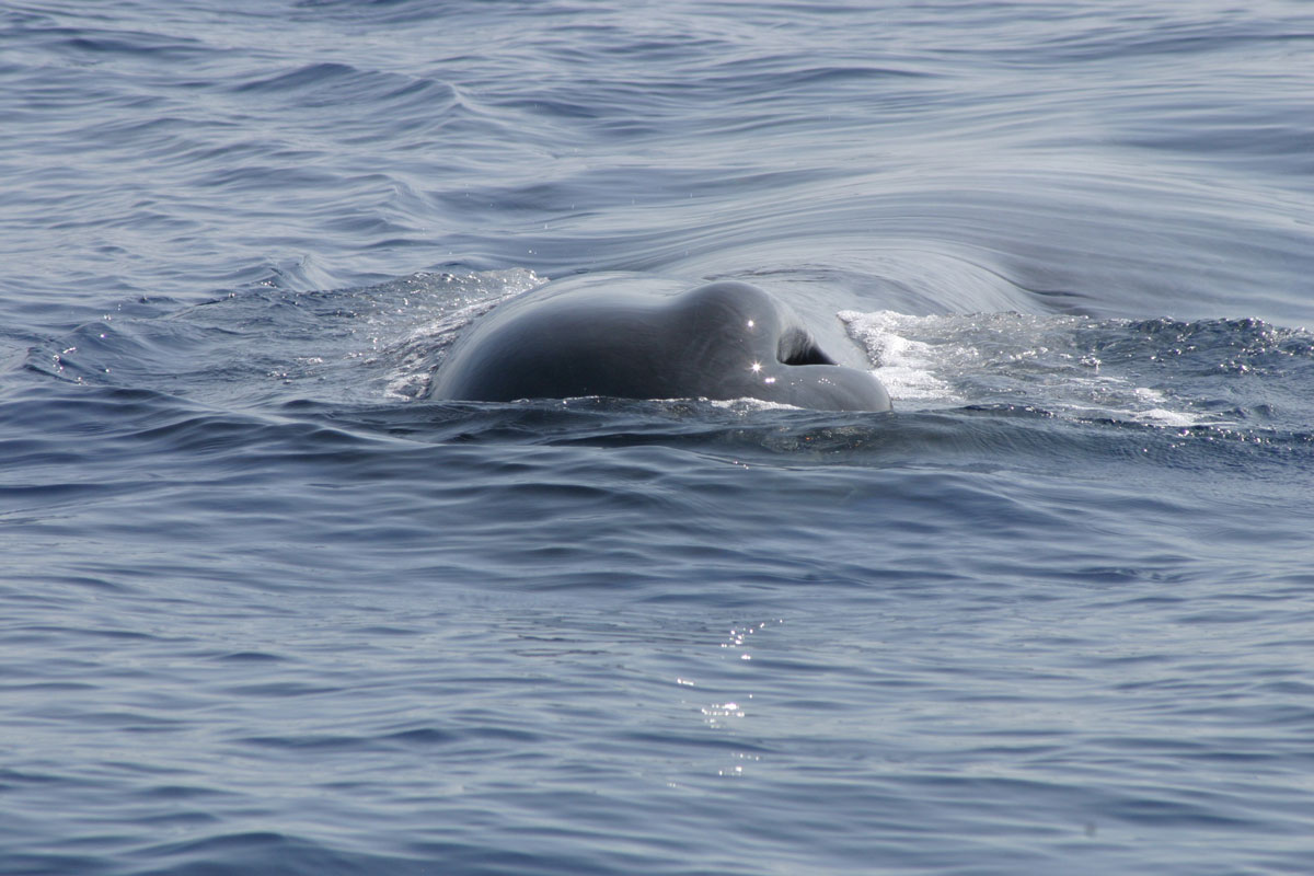 actualidad náutica, noticias náuticas, cachalote, marina port mahón, menorca, seguimiento, tursiops,