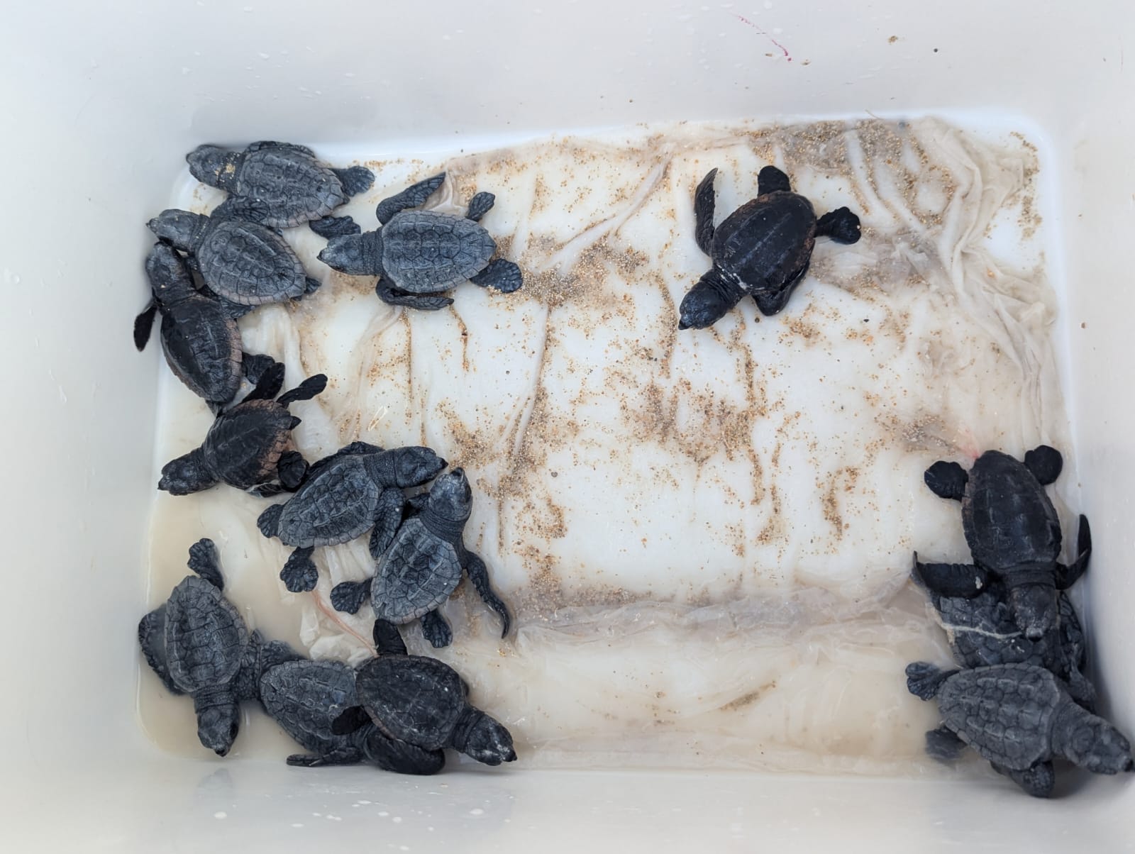 Localizan un nuevo nido de tortuga marina en la playa de Can Pastilla