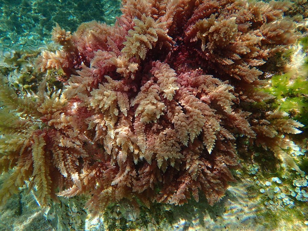 El calentamiento del mar favorece la aparición de algas tropicales en el Mediterráneo