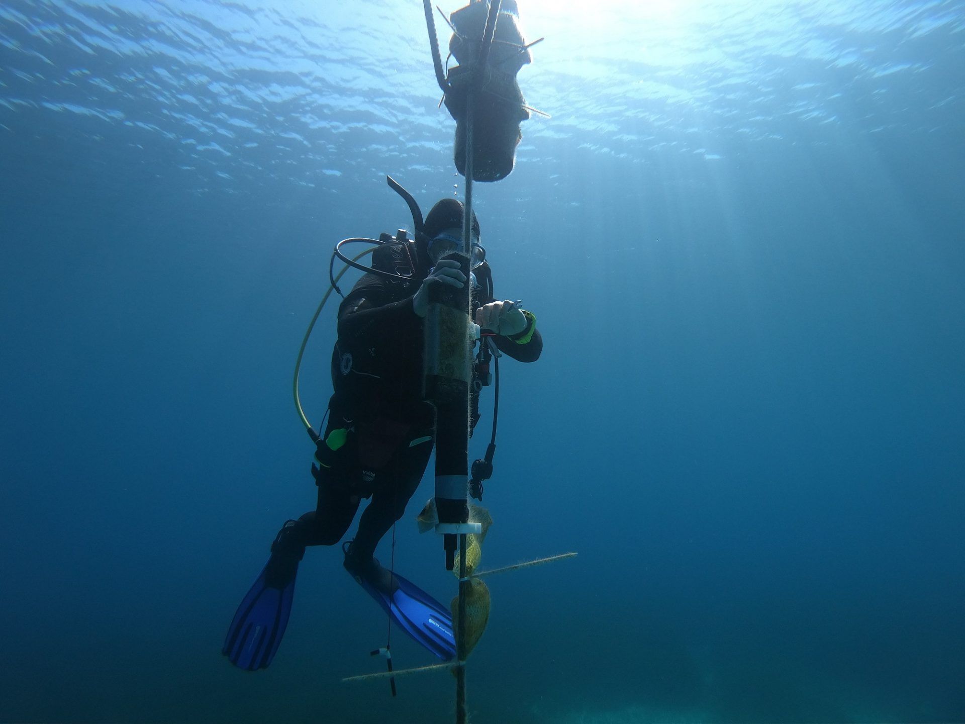 actualidad náutica, noticias náuticas, imedea, mar mediterráneo, algas tropicales, calentamiento, há