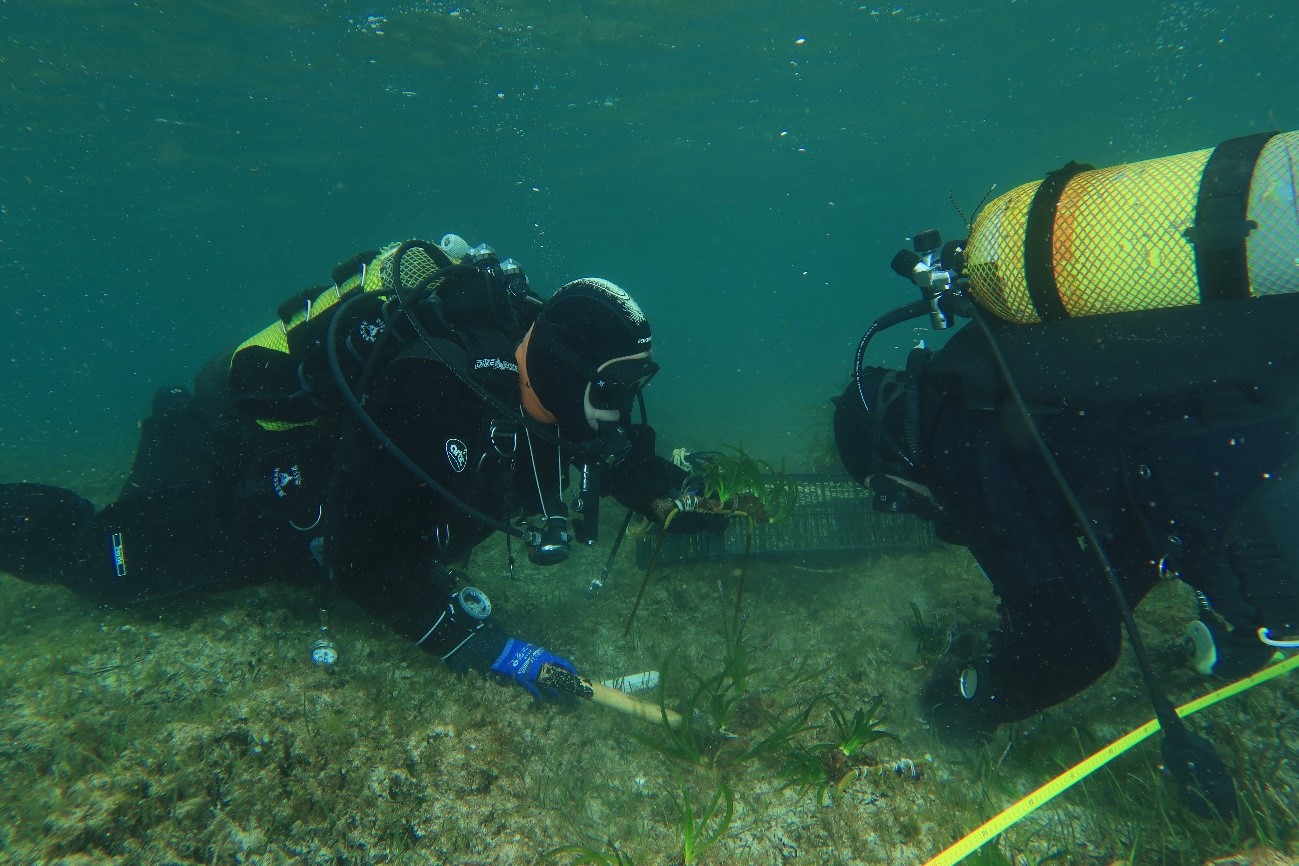 Fornells recupera su pradera marina: la posidonia plantada resiste