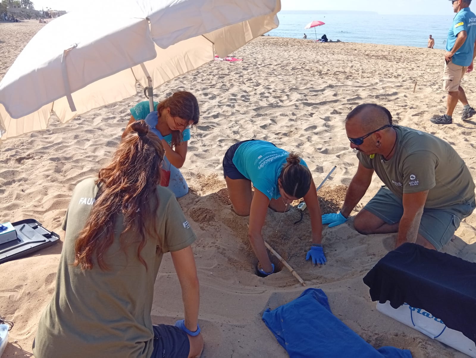 actualidad náutica, noticias náuticas, tortugas marinas, nidos tortugas, playas, nidificación, can p