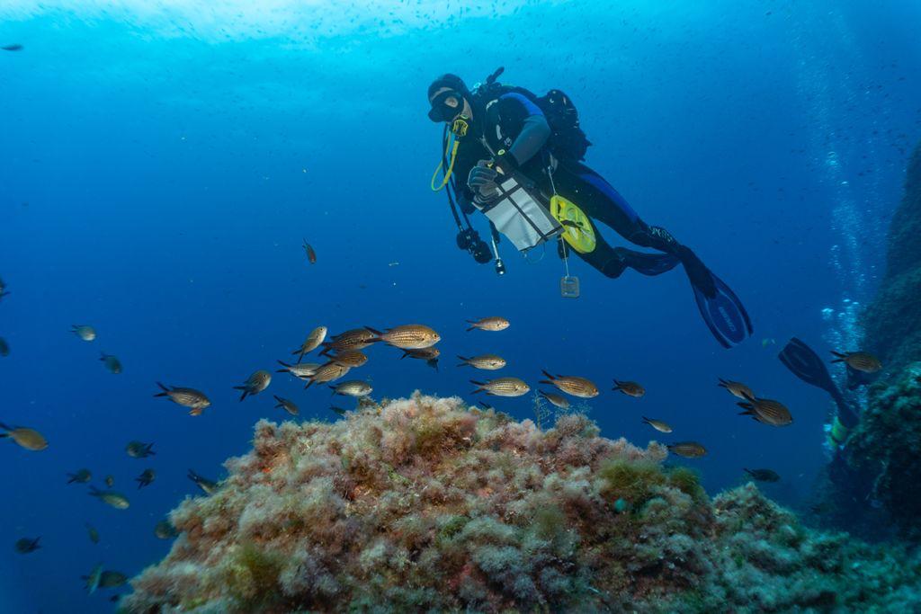 El Govern escucha al sector y al Consell de Formentera y ampliará la Reserva Marina de los Freus