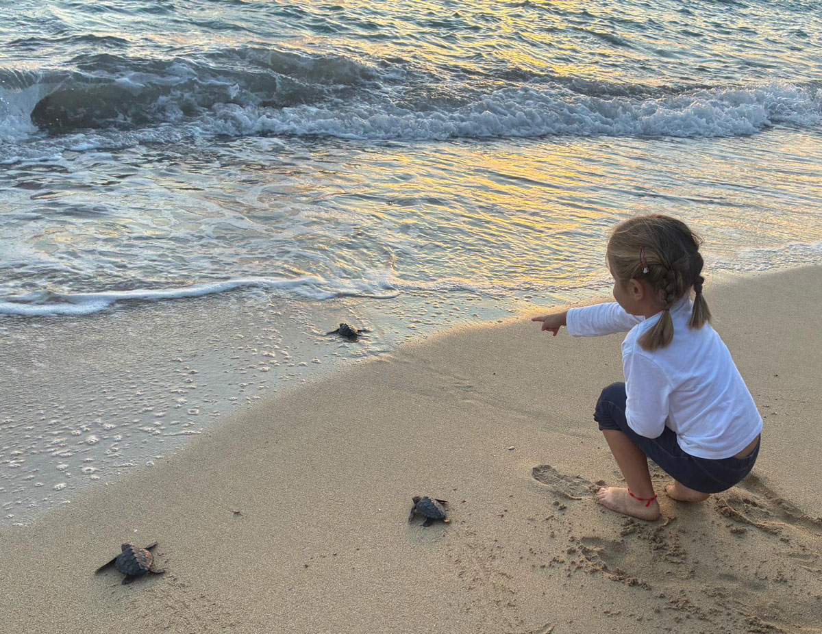 noticias náuticas, actualidad náutica, tortugas marinas, medio ambiente, fauna marina, conservación 