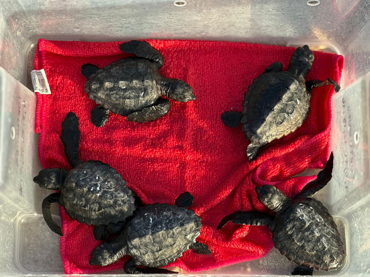 noticias náuticas, actualidad náutica, tortugas marinas, medio ambiente, fauna marina, conservación 