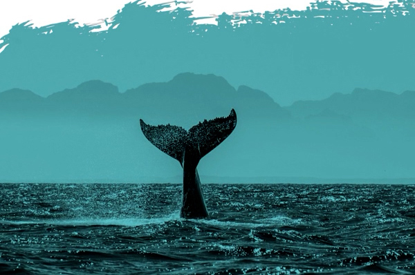 Guía para navegar con seguridad en zonas con presencia de orcas