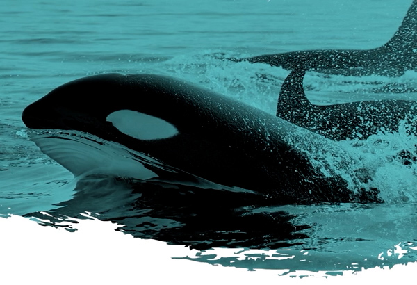 Campaña Marina Mercante prevención orcas