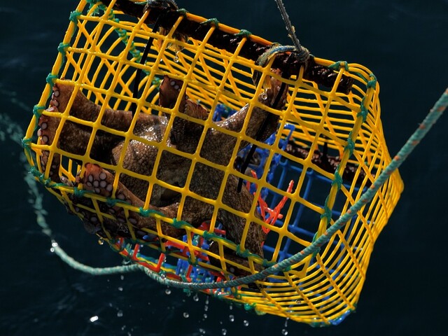 Los pulpos capturados artesanalmente en Baleares casi triplican el peso de los de arrastre