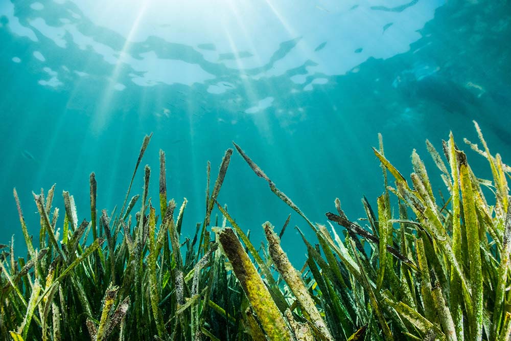 nautical news, posidonia oceanica, environment, sea's protection, posidonia project, environmental p