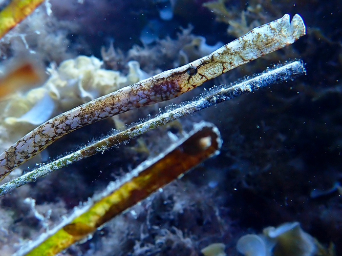 noticias náuticas, actualidad náutica, fundación palma aquarium, marilles foundation, peces pipa, co