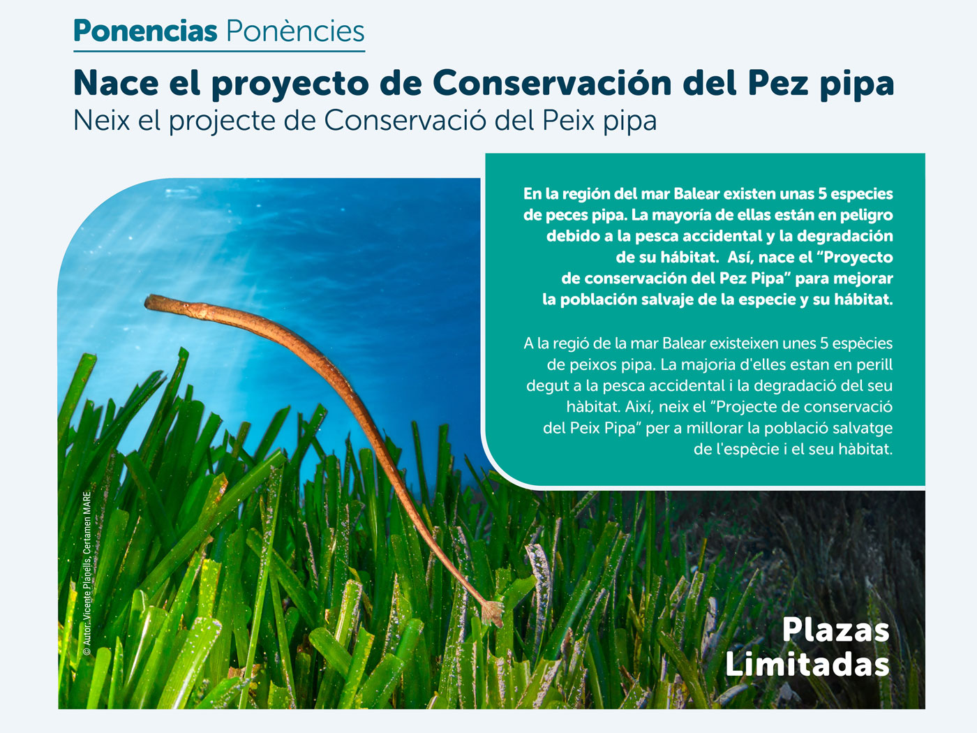 noticias náuticas, actualidad náutica, fundación palma aquarium, marilles foundation, peces pipa, co