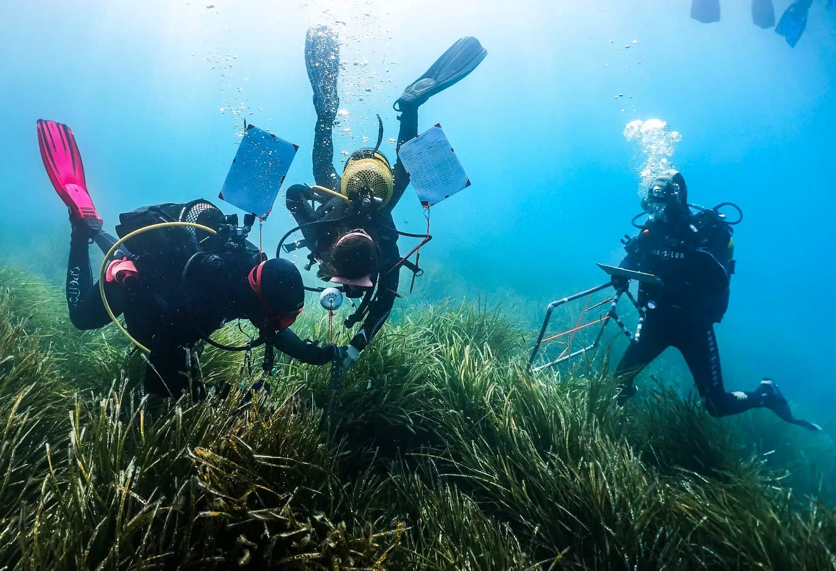 nautical news, posidonia oceanica, meadows, biodiversity, environment, pollution, balearic islands, 