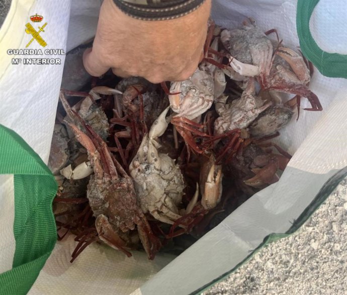 nautical news, menorca, fishing, fish, illegal, fishmongers, restaurants, fishing laws, balearic isl