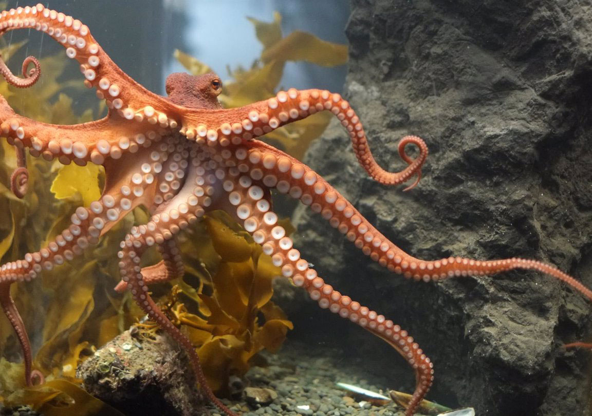 nautical news, octopus, octopus fishing, balearic fishing, fishing laws, fishing closed season, fish