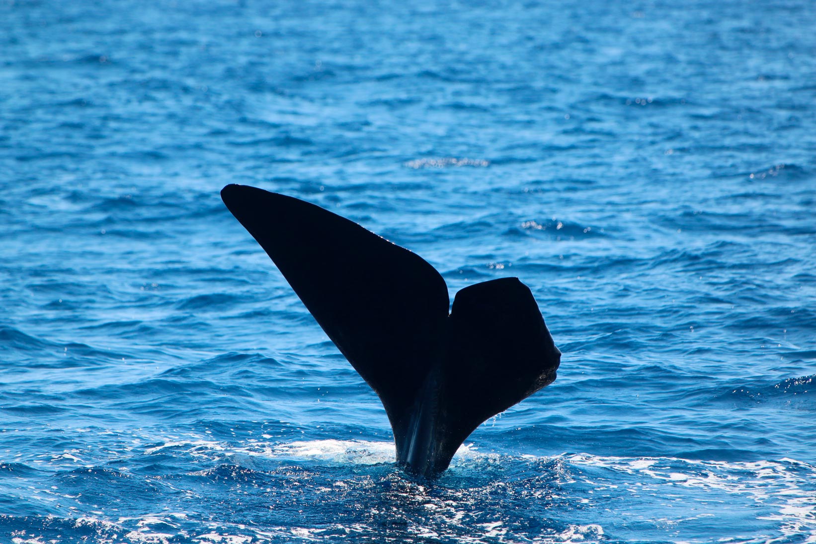 noticias náuticas, actualidad náutica, marina port mahón, tursiops, cachalotes, tortugas marinas, me