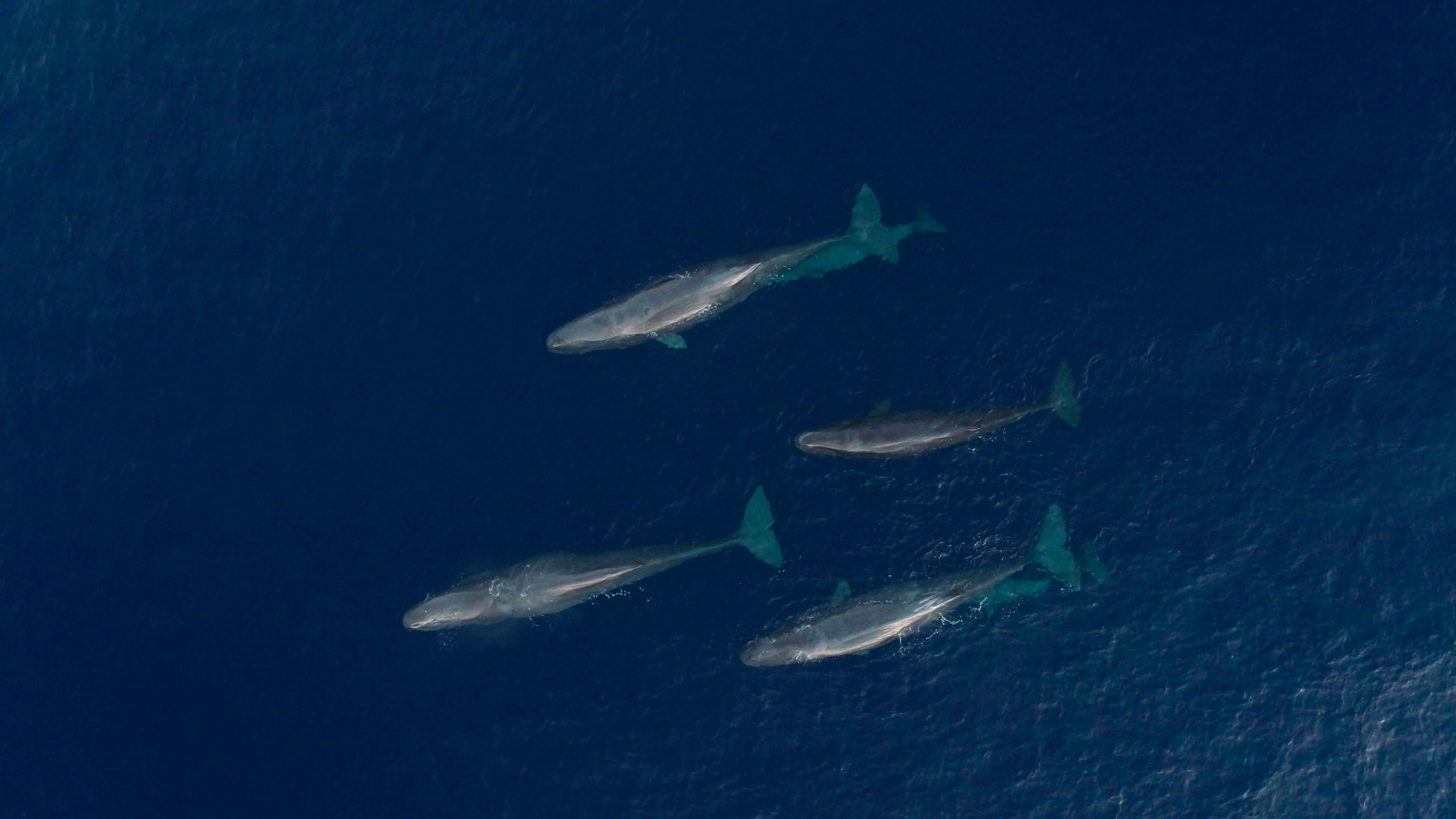 noticias náuticas, actualidad náutica, marina port mahón, tursiops, cachalotes, tortugas marinas, me