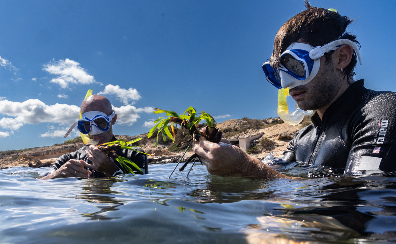 Marina Ibiza impulsa la plantación de 1.500 plantas de posidonia en la bahía de Talamanca