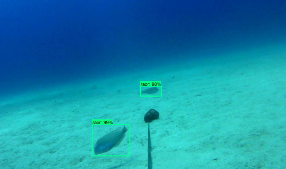 IMEDEA, preservación del medio marino, medio ambiente, conservación del mar, cuidado del mar, semana