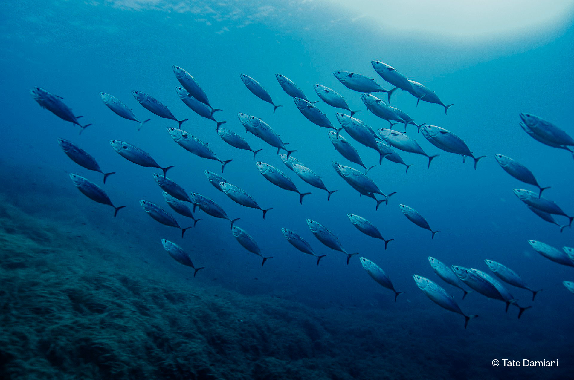 noticias náuticas, actualidad náutica, mare balear, reels, certamen audiovisual, conservación del ma