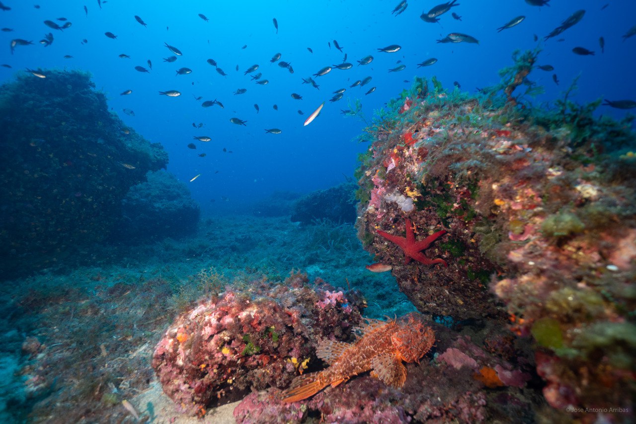Palma acoge el primer Congreso de Áreas Marinas Protegidas