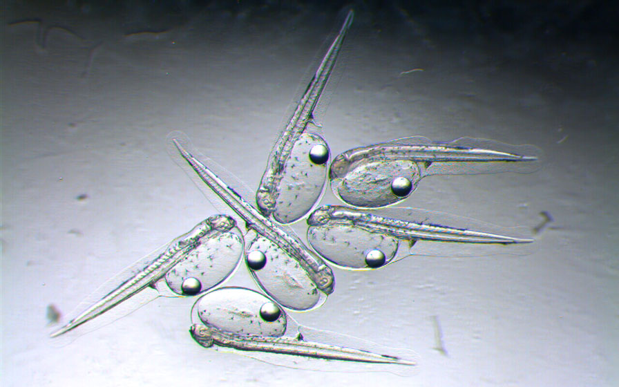 actualidad náutica, noticias náuticas, pesca atún, atún rojo, investigación, expedición oceanográfic