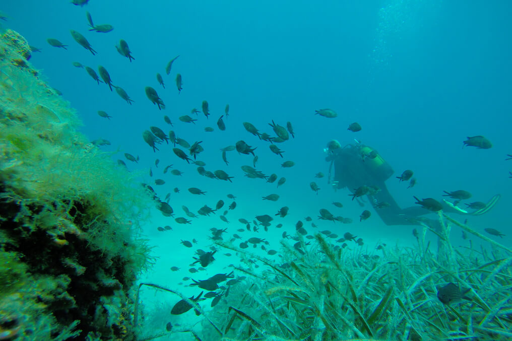 reserva marina, fondo marino baleares, posidonia
