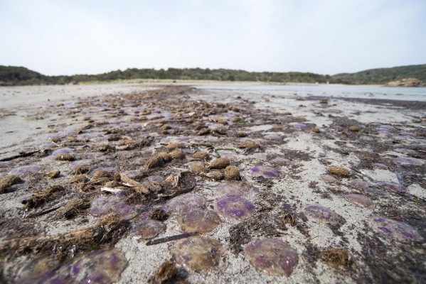 actualidad náutica, noticias náuticas, medusas, Menorca, temporal, viento, Cala Galdana, Cala Mitjan
