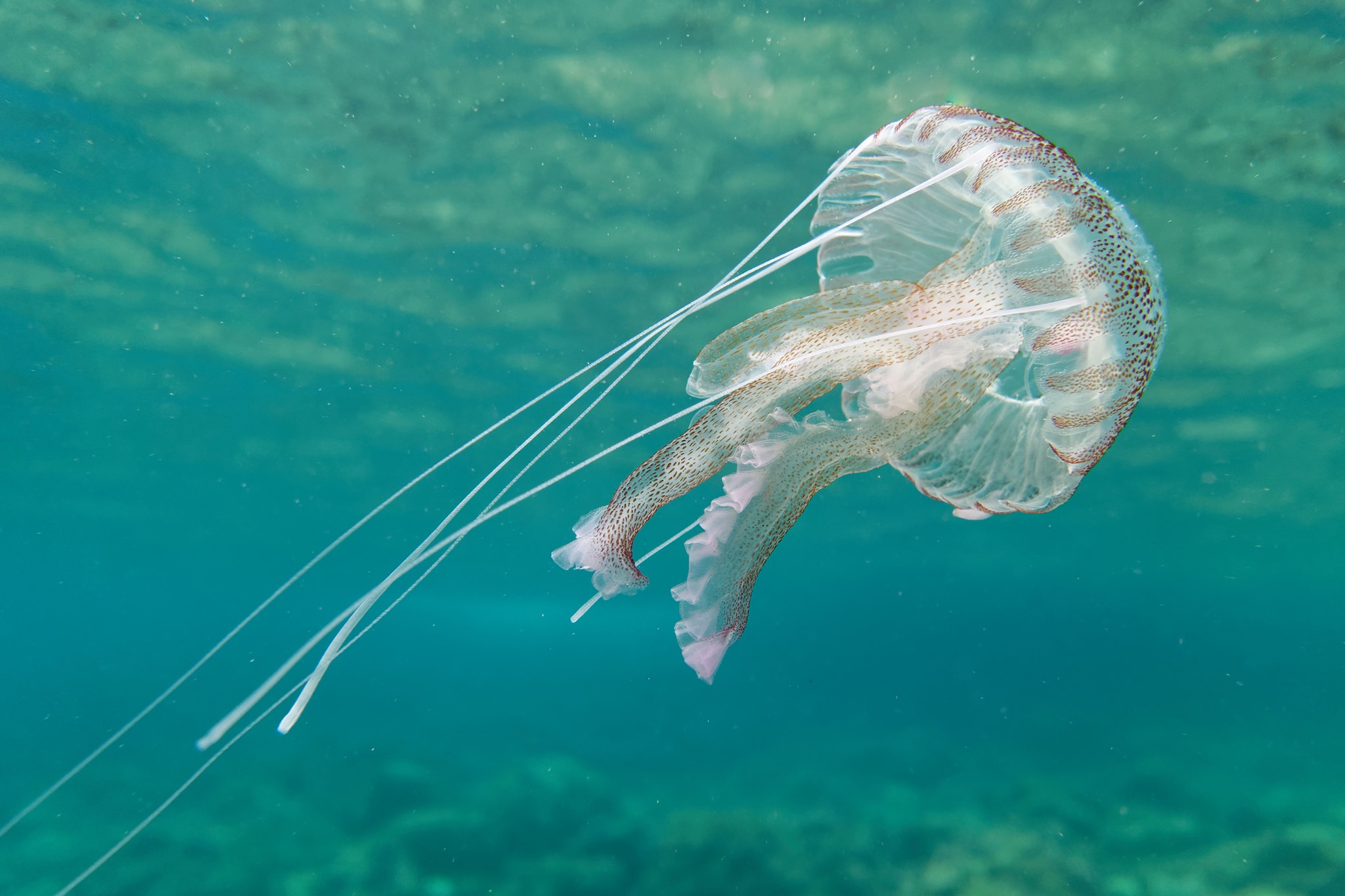 actualidad náutica, noticias náuticas, medusas, Menorca, temporal, viento, Cala Galdana, Cala Mitjan
