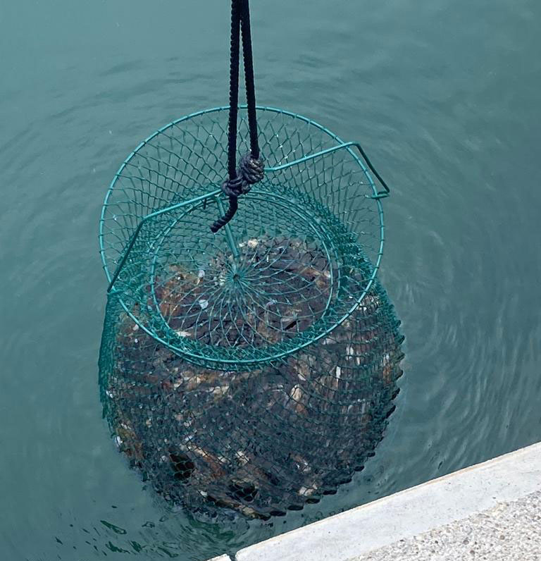 Mejillones para mejorar la calidad del agua del puerto de Alcudiamar