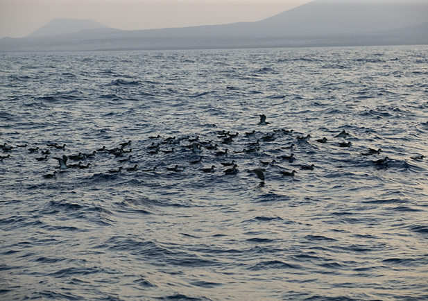 Pardela cenicienta, ave marina, ave migratoria, ave alta mar