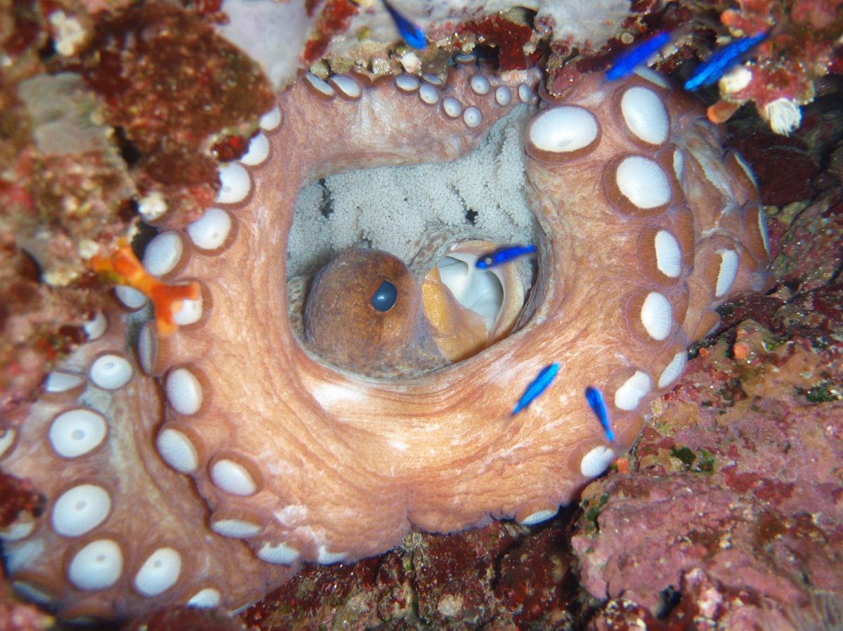 actualidad náutica, noticias náuticas, pesca, pesca pulpo, pulpo, veda, veda pulpo, Baleares, Mallor