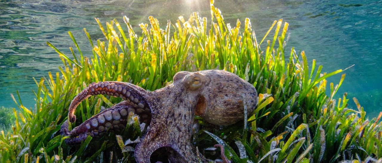 actualidad náutica, noticias náuticas, pesca, pesca pulpo, pulpo, veda, veda pulpo, Baleares, Mallor
