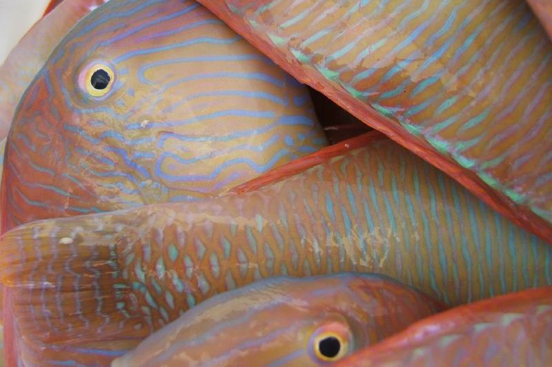 El raor y el calamar, las especies más deseadas del mar balear