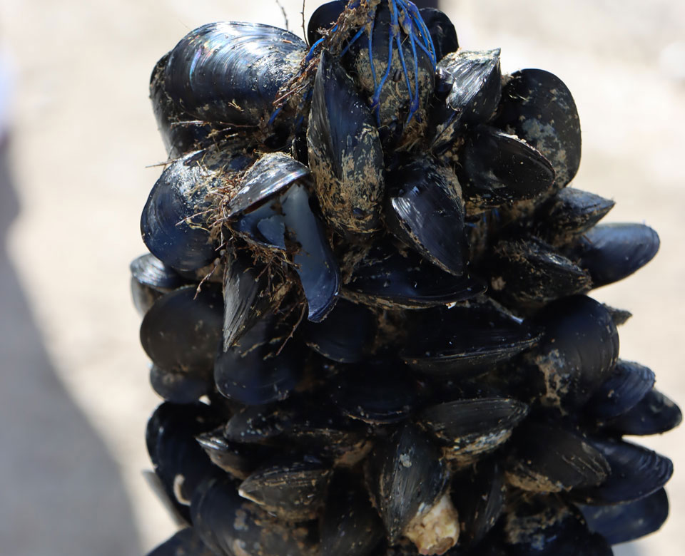 Los mejillones, un filtro natural para las aguas del puerto de Palma
