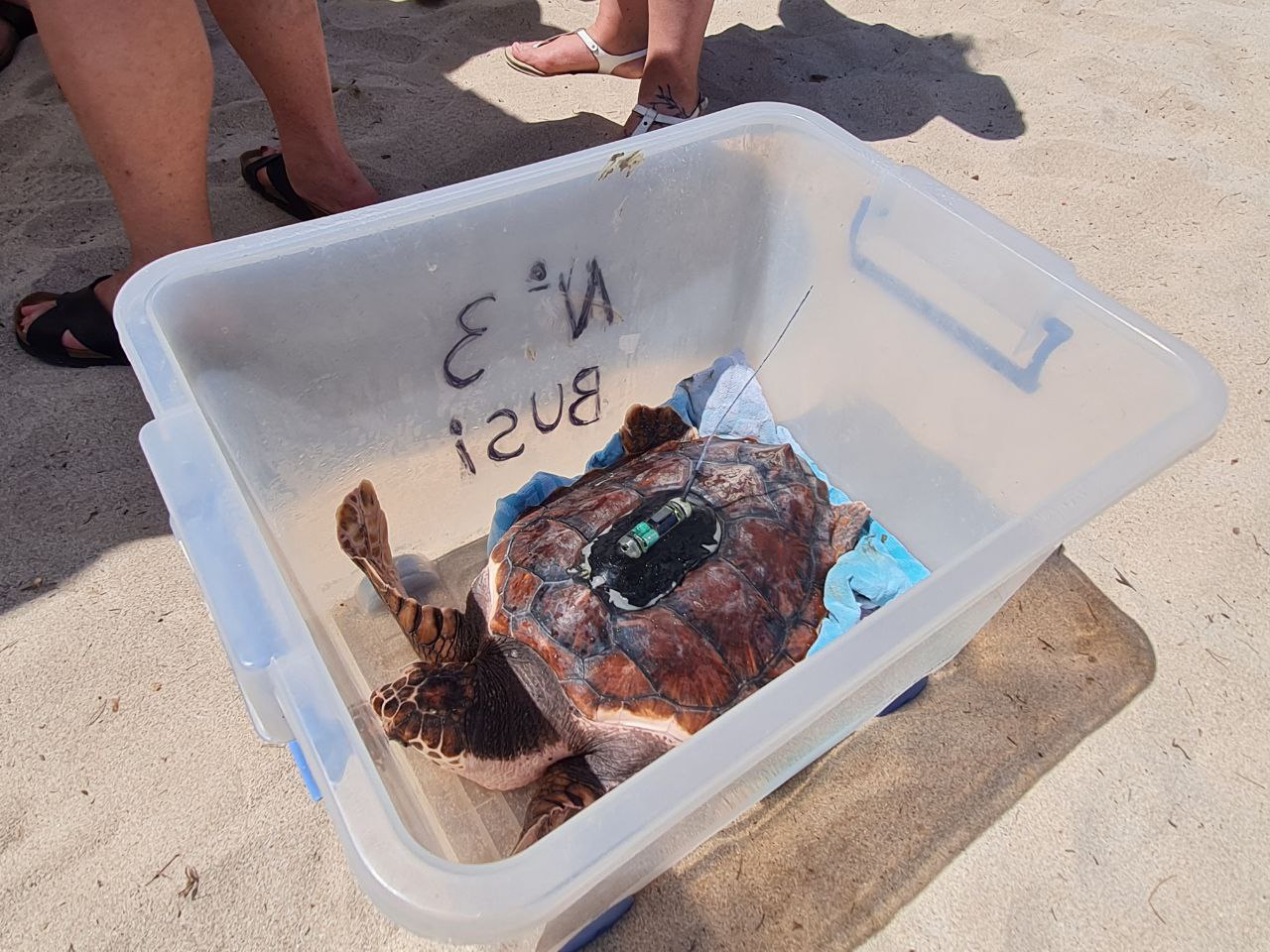 actualidad náutica, noticias náuticas, tortugas, tortugas marinas, nidificación tortugas marinas, de